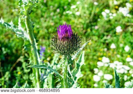 Beautiful Growing Flower Root Burdock Thistle On Background Meadow