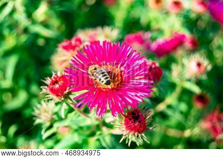 Beautiful Wild Flower Winged Bee On Background Foliage Meadow