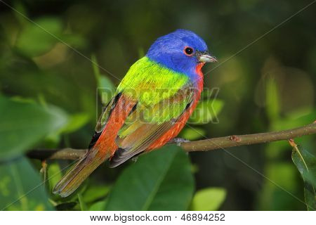 Malované Bunting (passerina Ciris)
