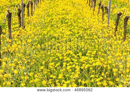 Close Up Of The Yellow Turkish Tulip By Old Vine In Vineyard