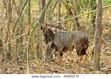 nyala maschio nella foresta