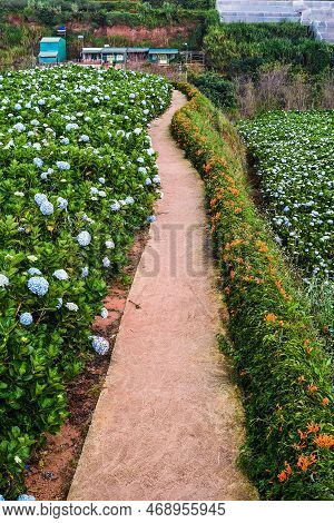 Hydrangea Flowers And Pyrostegia Venusta On Pathway In The City Of Da Lat In Vietnam