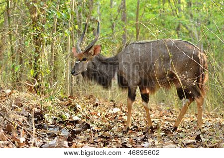 nyala maschio nella foresta