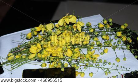 A Konna Poo Also Called Golden Rain Tree For Kerala Festival Vishu