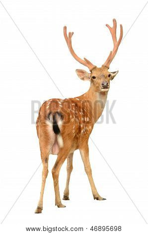 Cervo Sika maschio isolato