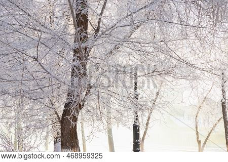 Frost Tree Branches, Rime Ice Snow Forest, Fog And Sun Rays. Winter Rural Landscape