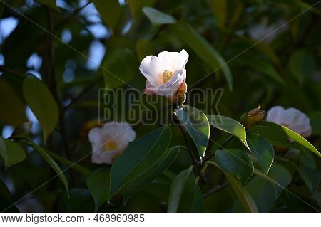 Camellia Flowers. Blooms From Winter To Spring. Although Camellia And Sasanqua Flowers Are Very Simi
