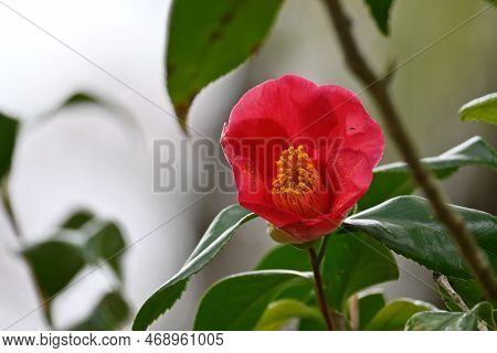 Camellia Flowers. Blooms From Winter To Spring. Although Camellia And Sasanqua Flowers Are Very Simi