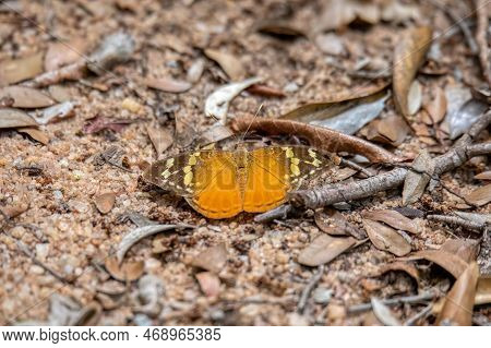 Endemic Butterfly In The Family Nymphalidae. Zombitse-vohibasia National Park, Madagascar Wildlife