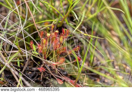 Drosera Madagascariensis Is A Carnivorous Plant Of The Sundew Genus (drosera), Wild Flower In Andrin
