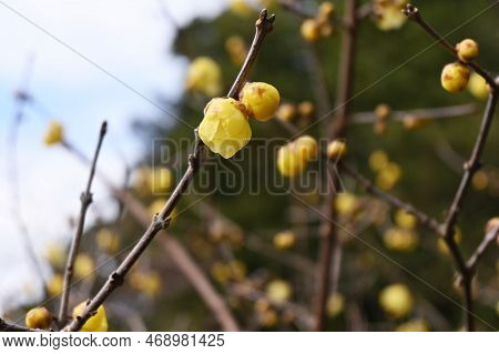 Wintersweet Flowers. Calycanthaceae Deciduuouus Shrub. Yellow Translucent Fragrant Flowers Bloom Sli