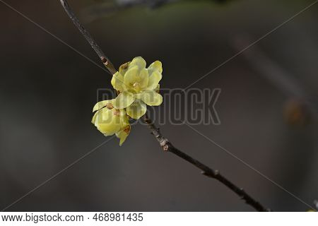 Wintersweet Flowers. Calycanthaceae Deciduuouus Shrub. Yellow Translucent Fragrant Flowers Bloom Sli