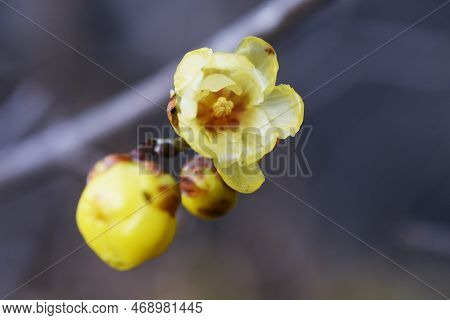 Wintersweet Flowers. Calycanthaceae Deciduuouus Shrub. Yellow Translucent Fragrant Flowers Bloom Sli