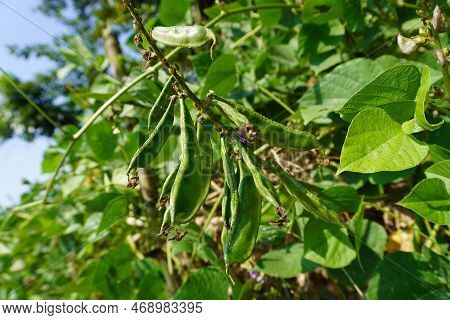 Raw Green Organic Bangaldesh  Green Beans . Bunch Of Green Beans Natural Background