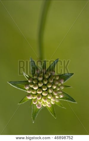 Commutatum Liliacee  Green Background