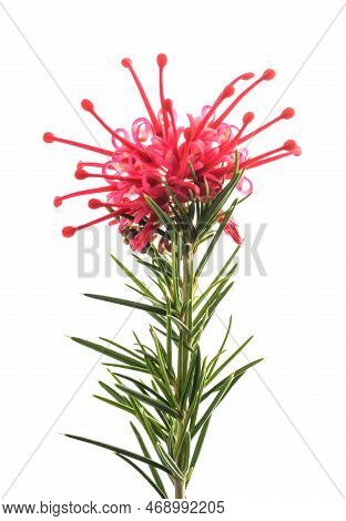 Grevillea  Flower Isolated On A White Background