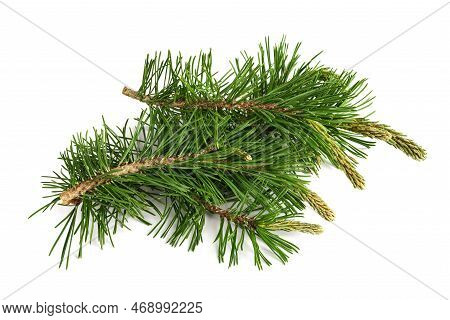Mugo Pine Branches  Isolated On White Background