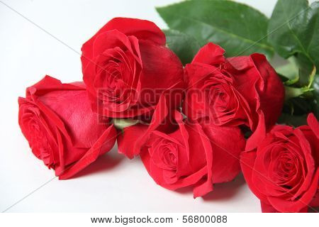 The Red Rose Is A White Background
