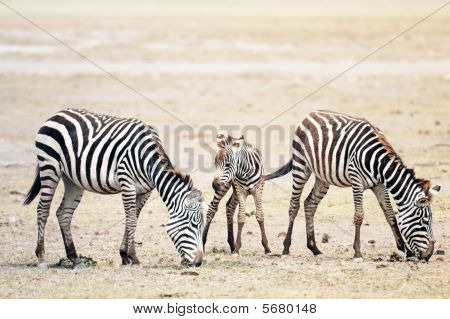 Flok Plains zebraer