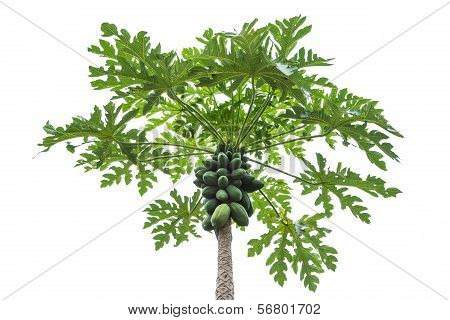 papaya tree on isolated white background