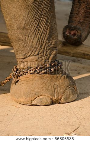 Chained elephant leg