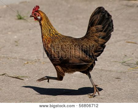 chicken