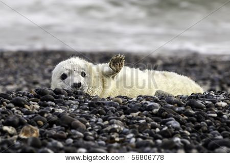 Grey seal at the beach of Helgoland