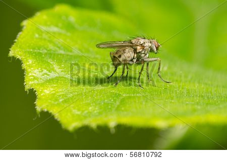 Black fly on a leaf