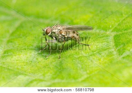 Macro of a black fly