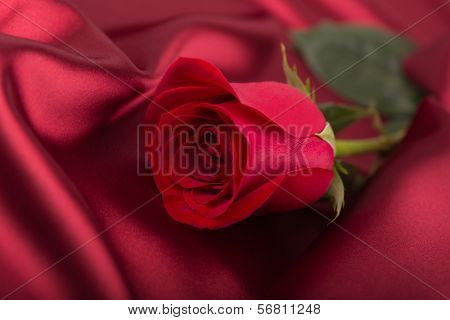 Red rose