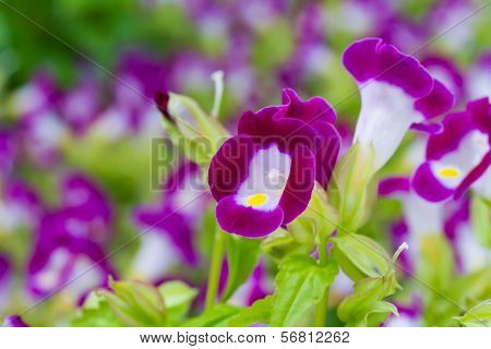 Torenia flowers