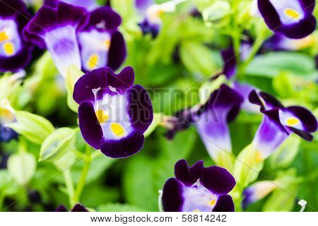 Torenia flowers