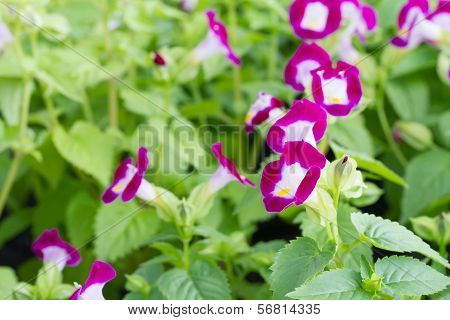 Torenia flowers