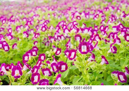Torenia flowers