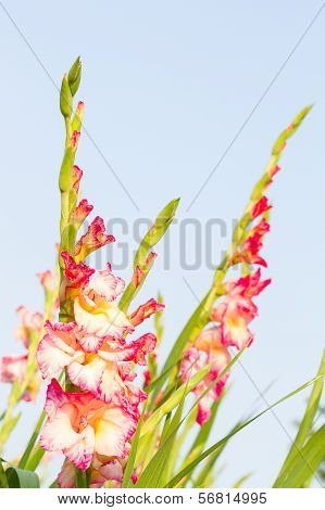 Gladiola flowers