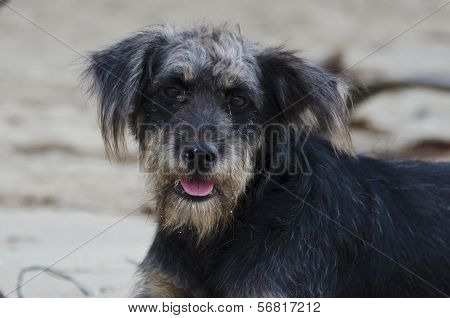 Vagabond dog