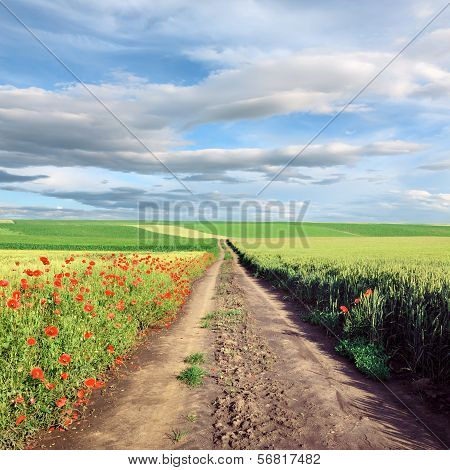 Dirt Country Road Through Cultivated Field
