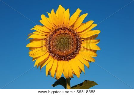 Sunflower Against A Crystal Clear Blue Sky