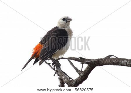 White-headed Buffalo Weaver Isolated On White Background