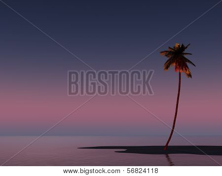 Palm On Island