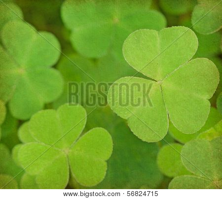 green paper  background with  three-leaved shamrocks