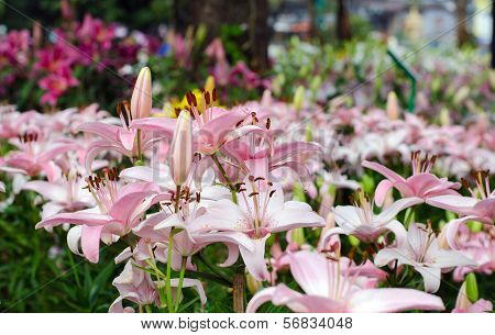 Blooming Pink Lily
