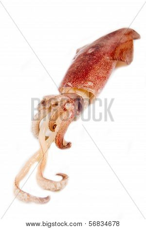 Fresh squid isolated on white background