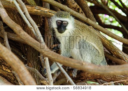 Cercopithecus Aethiops