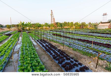 Hydroponic Farm