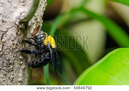 Carpenter Bee In The Nature