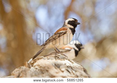 Cape Sparrow (passer Melanurus)
