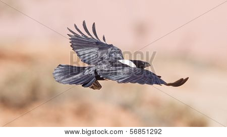 Pied Crow (corvus Albus)