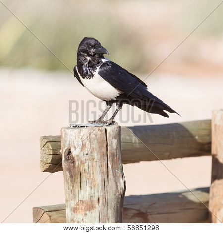 Pied Crow (corvus Albus)