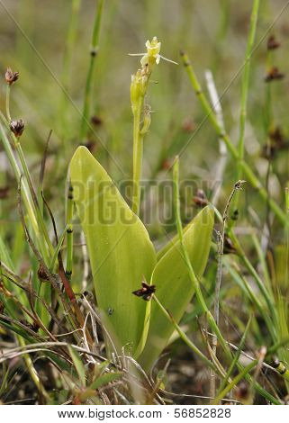 Fen Orchid